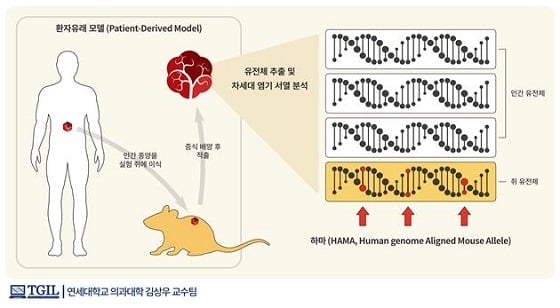 하마(HAMA)의 정의<br><br>환재유래 모델을 통해 배양된 환자의 암 조직에는 필연적으로 쥐 유전체의 오염이 발생할 수 밖에 없으며 이때 인간 유전서열과의 차이 때문에 검출되는 쥐 유전체 유래의 위양변이를 하마(HAMA, Human genome Aligned Mouse Allele)라고 정의했다/자료=과학기술정보통신부