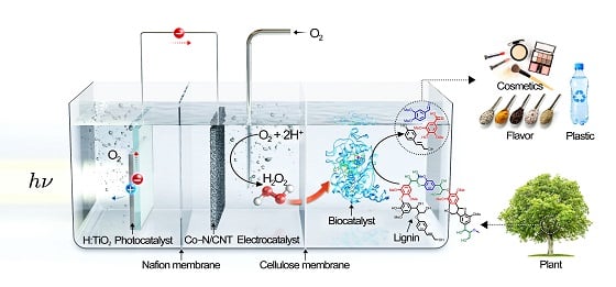 리그닌 해중합을 위한 광촉매, 전기촉매, 생물촉매 복합화 3분할 시스템 모식도<br><br>가장 왼쪽에 있는 광촉매가 태양광 에너지를 받아 정공(h+)과 전자(e-)를 생성한다. 이때 광촉매 표면으로 이동한 정공(h+)이 물을 산화시켜 산소를 발생시키며, 전자(e-)는 중간에 있는 전기촉매로 이동해 산소를 환원시켜 과산화수소를 생성한다. 생성된 과산화수소는 셀룰로오스 막을 투과해 가장 오른쪽에 있는 생물촉매를 활성화킨다. 활성화된 생물촉매는 리그닌을 해중합해 고부가가치 화합물로 변환한다. 광촉매, 전기촉매, 생물촉매에 의한 각 반응은 나피온(Nafion) 막과 셀룰로오스(Cellulose) 막으로 분리된 독립적인 공간에서 일어난다/사진=UNIST