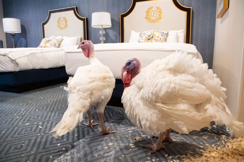 칠면조 브레드와 버터가 25일(현지시간) 워싱턴 윌라드 인터컨티넨탈 스위트 룸에서 대기하고 있다. /사진=AFP
