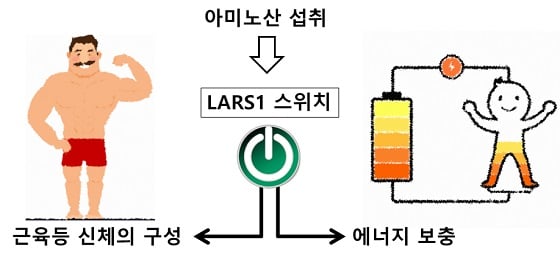 LARS1 효소의 역할

LARS1은 스위치 기능을 통해 아미노산이 근육 등 신체의 구성 요소로 활용되게 하거나 탄수화물로 전환하여 에너지 수준을 높일 수 있도록 한다/사진=과학기술정보통신부