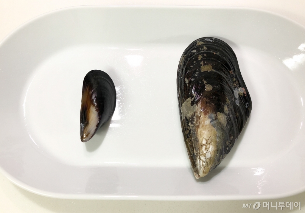 지중해담치(왼쪽)와 참담치(오른쪽) 비교 사진/사진=신재은 에디터