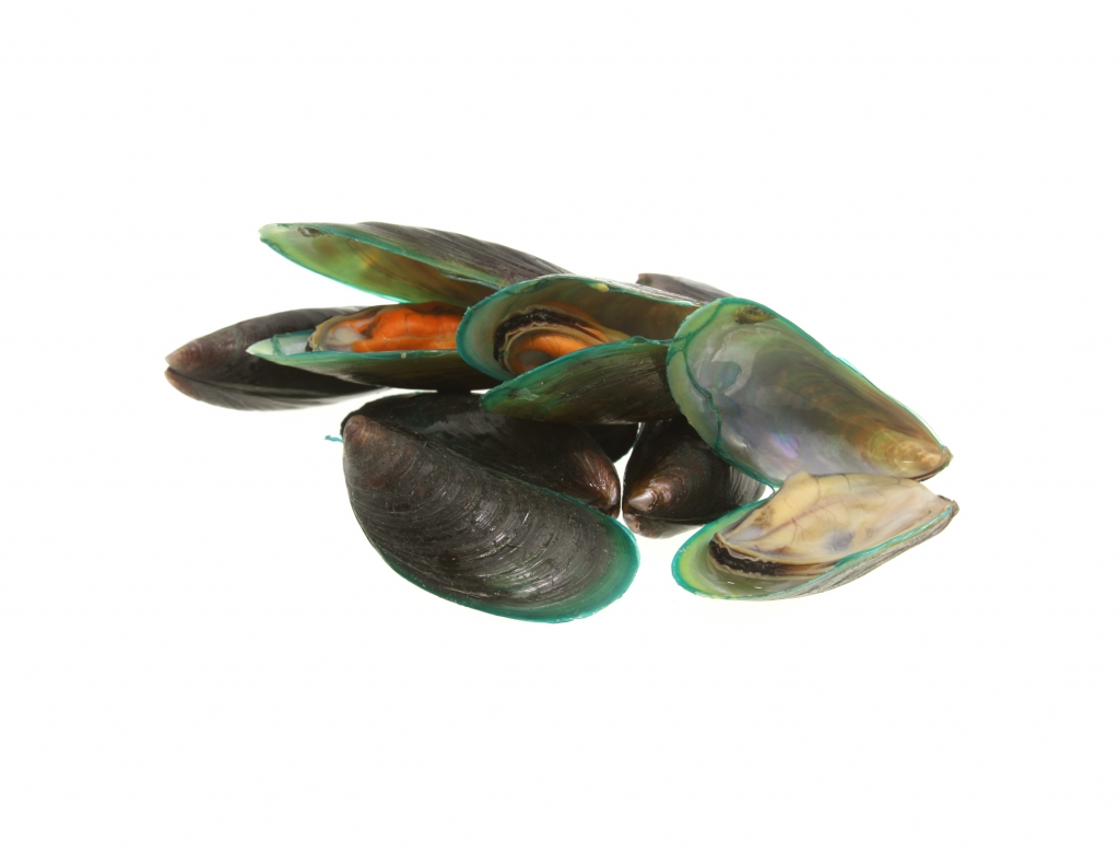 초록입홍합/사진=게티이미지뱅크