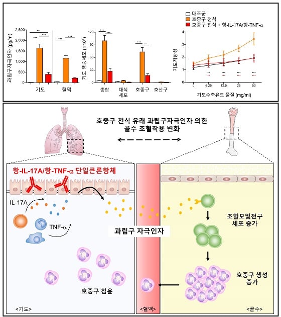 항-IL-17A/항-TNF-α단일클론항체를 이용한 호중구 천식 치료 및 전체 모식도<br><br>(위) 호중구 천식모델 확립 후 항-IL-17A/항-TNF-α 단일클론항체를 이용해 동시 중화하였다. 과립구자극인자 생성 및 기도 내 염증 등이 완화되었고, 천식의 대표 증상인 기도저항성이 정상화 되었다. <br>(아래) 호중구 천식 유래 과립구자극인자에 의해 골수 내 호중구 생성이 증가되고 천식 증상이 악화된다. 이 과정을 IL-17A/TNF-α 단일클론항체를 이용해 동시에 억제함으로써 호중구 천식을 완화할 수 있다./자료=한국연구재단