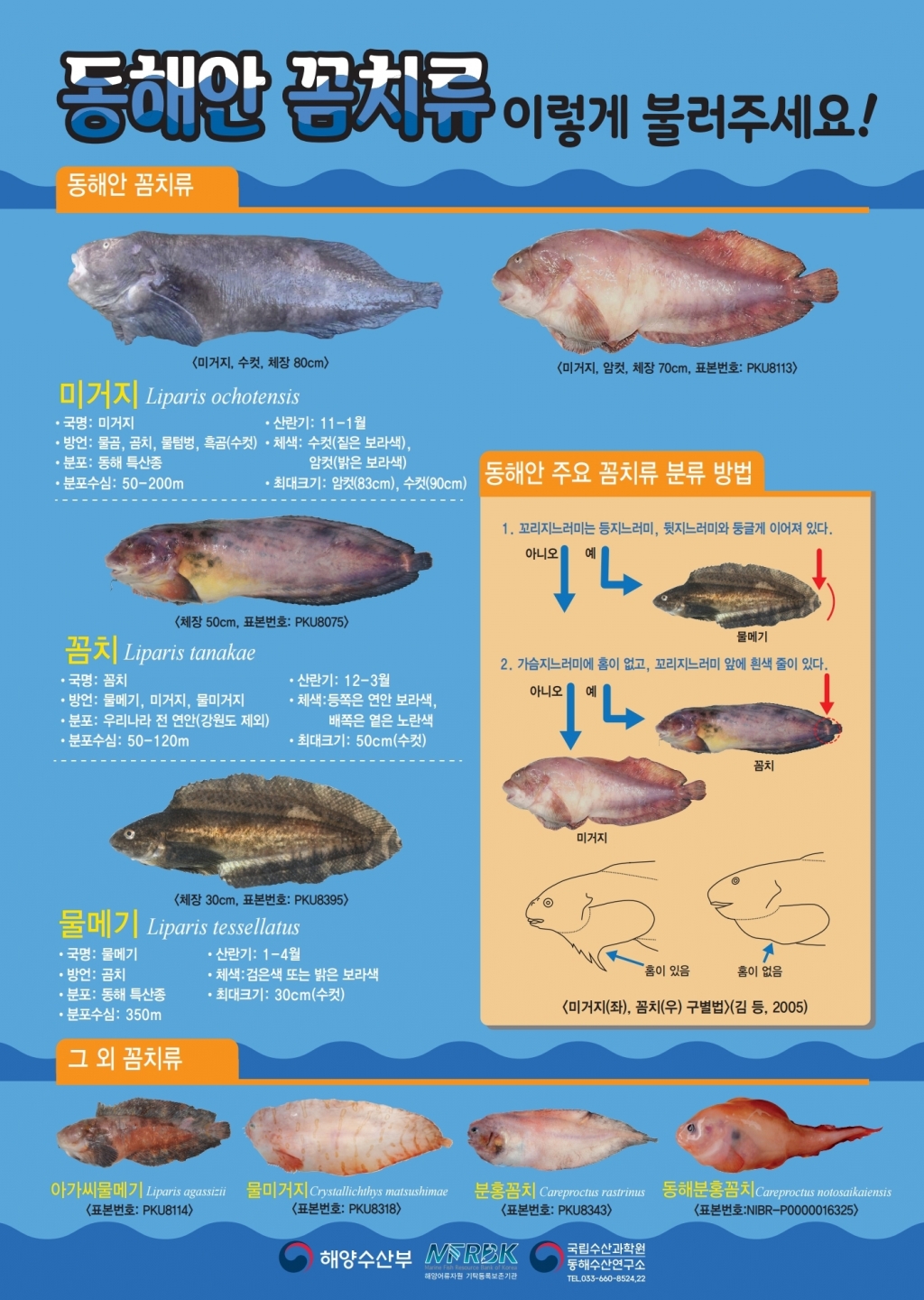 꼼치류 구별 포스터/사진제공=국립수산과학원 동해수산연구소