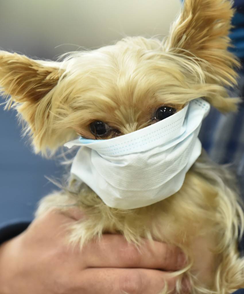 신종 코로나바이러스 감염증인 '우한폐렴'이 확산되고 있는 가운데 28일 오전 경기 평택항국제여객터미널에서 반려견이 마스크를 쓰고 있다. / 사진 = 뉴시스