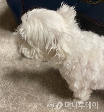삐진 것처럼 보이는 강아지 똘이, 실제론 긴장하고 있을 확률이 높다./사진=남형도 기자