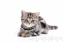 고양이 / 사진제공=이미지투데이