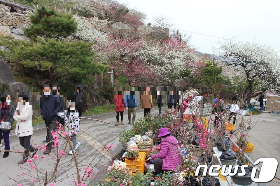 확산하는 코로나19의 기세에 전국이 움츠러드는 가운데  2월의 마지막날인 29일 매화꽃이 피어나기 시작한 전남 광양시 다압면 매화마을에 상춘객들이 찾아와 봄의 정취를 즐기고 있다.(독자제공)2020.2.29./ 사진 = 뉴스 1