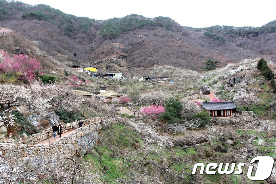 지난달 29일 매화꽃이 피어나기 시작한 전남 광양시 다압면 매화마을./사진=뉴스1