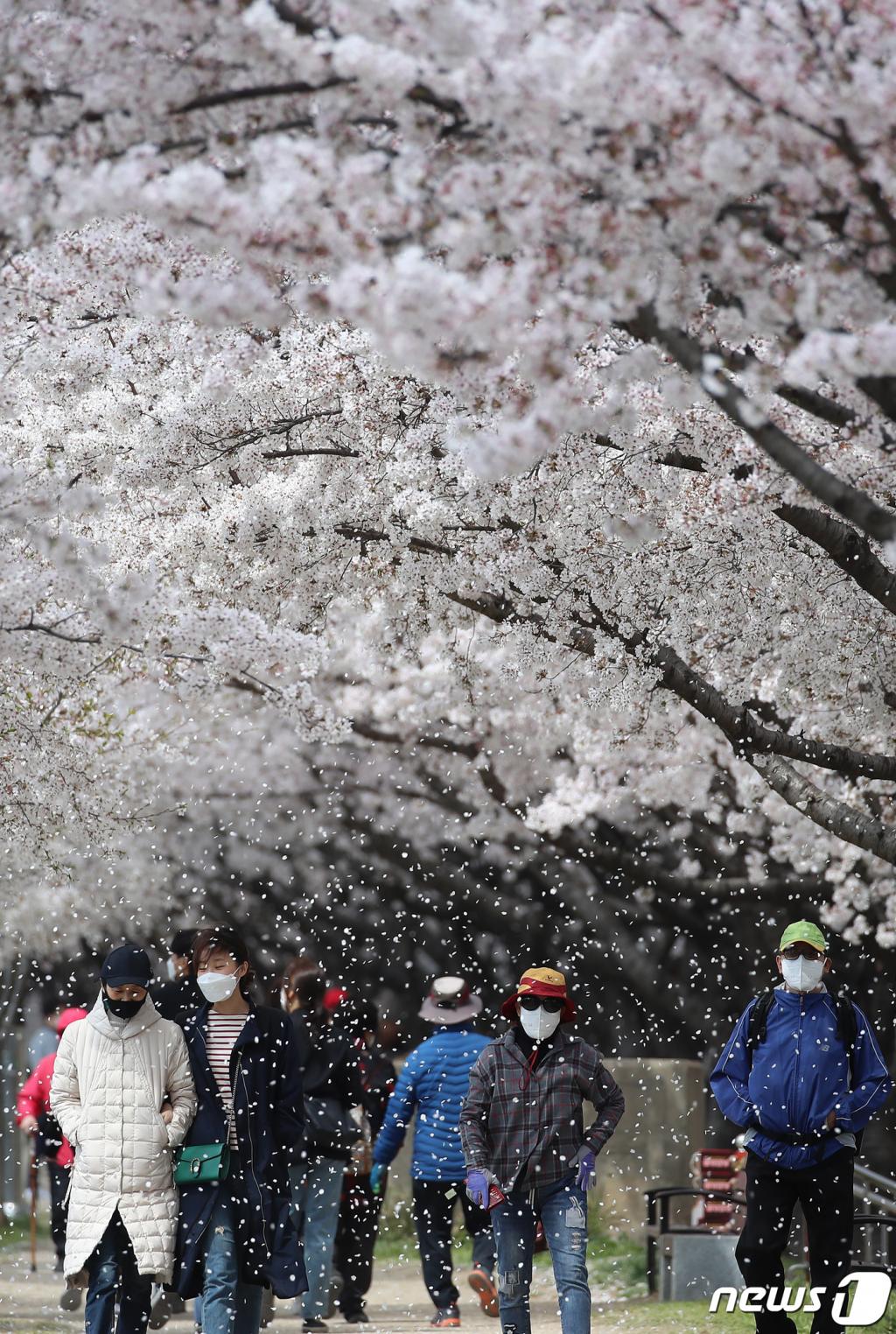(대구=뉴스1) 공정식 기자 = 29일 오후 휴일을 맞아 시민들이 봄바람에 벚꽃잎 휘날리는 대구 동구 금호강 둔치를 산책하고 있다.   코로나19 확산을 예방하기 위한 정부의 사회적 거리두기 권고에도 불구하고 휴일 금호강변이 상춘객으로 붐비고 있다. 2020.3.29/뉴스1