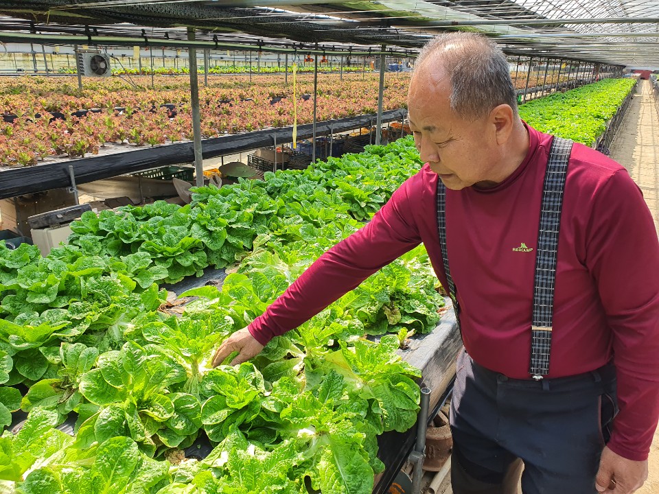 자신이 기른 상추를 바라보는 염씨. 밑동 부분은 팔지 못해 색이 바랬다. /사진=정경훈 기자