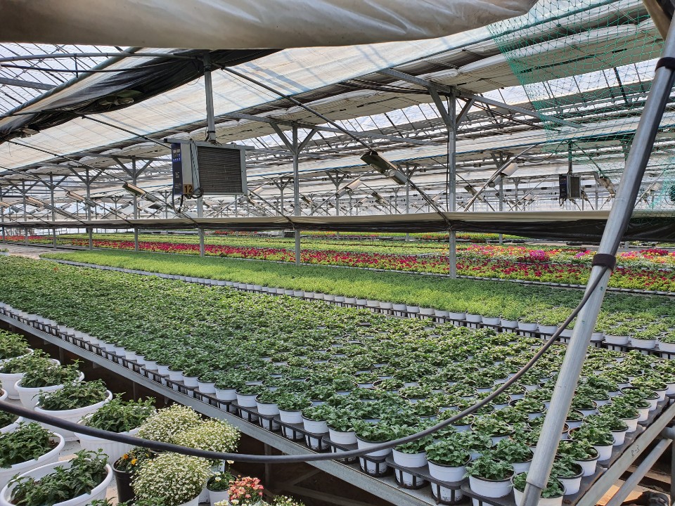 원당화훼단지 한 농가 비닐하우스 /사진=정경훈 기자