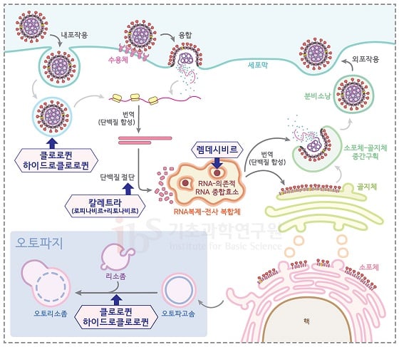 말라리아 치료제인 ‘클로로퀸’과 ‘하이드록시클로로퀸’은 오토파지를 억제하여 사스코로나바이러스-2의 증식을 일부 차단할 수 있다는 예측이 있다. 에볼라 치료제인 ‘렘데시비르’는 RNA 중합효소에 의한 바이러스 RNA 합성을 봉쇄하고, 에이즈 치료제인 ‘칼레트라’는 단백질가위와 결합해 바이러스의 증식을 차단하는 효과가 있을 것으로 예상되고 있다. IBS 제공