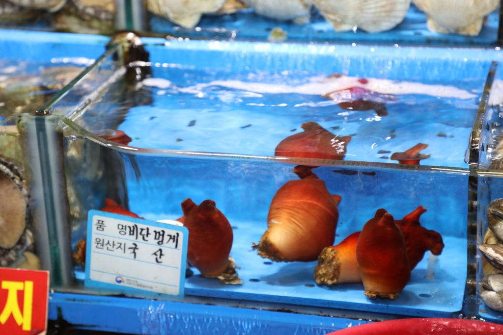 붉은멍게(비단멍게)/사진=머니투데이