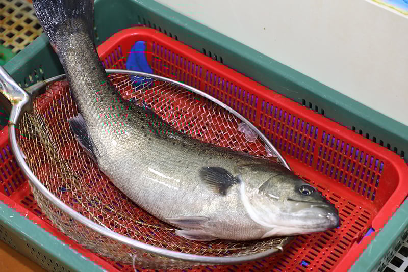 여름이 제철인 농어/사진=머니투데이