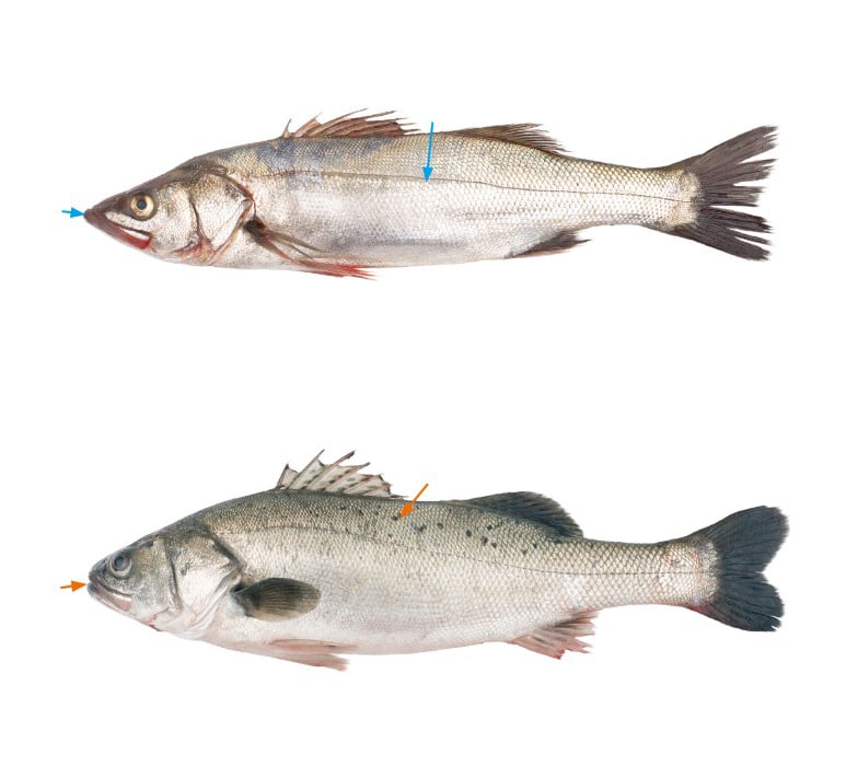 농어(위)와 점농어(아래)/사진=한눈으로 구별하는 우리수산물 외국수산물