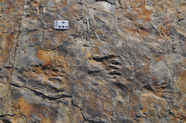 경남 사천시 공사현장에서 발견된 원시악어의 발자국 화석/사진=진주교대