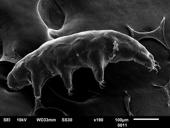 남극 신종 완보동물 ‘닥틸로비오투스 오비뮤탄스'(Dactylobiotus ovimutans)/사진=극지연구소