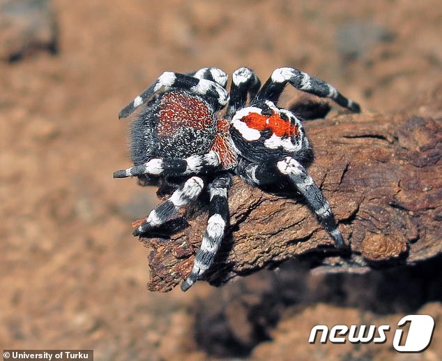 '조커 거미'. 잔털이 많은 쪽이 머리 부분이고 무늬 있는 쪽이 배와 등부분이다. (핀란드 투르크대) © 뉴스1