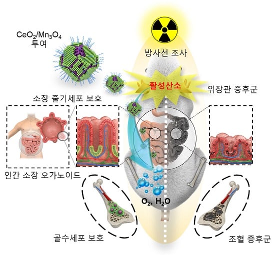 세륨-망간 산화물 헤테로 나노입자의 방사선 보호 효과/자료=IBS