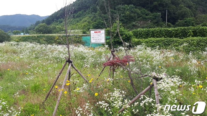 충북 보은군 내북면 궁저수지 공원안에 방치돼 있는 고사된 나무. © 뉴스1