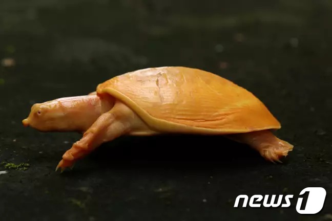인도 오디샤주 발라소르의 수잔푸르 마을에서 발견된 노란색 거북이. (인도 ANI통신) © 뉴스1