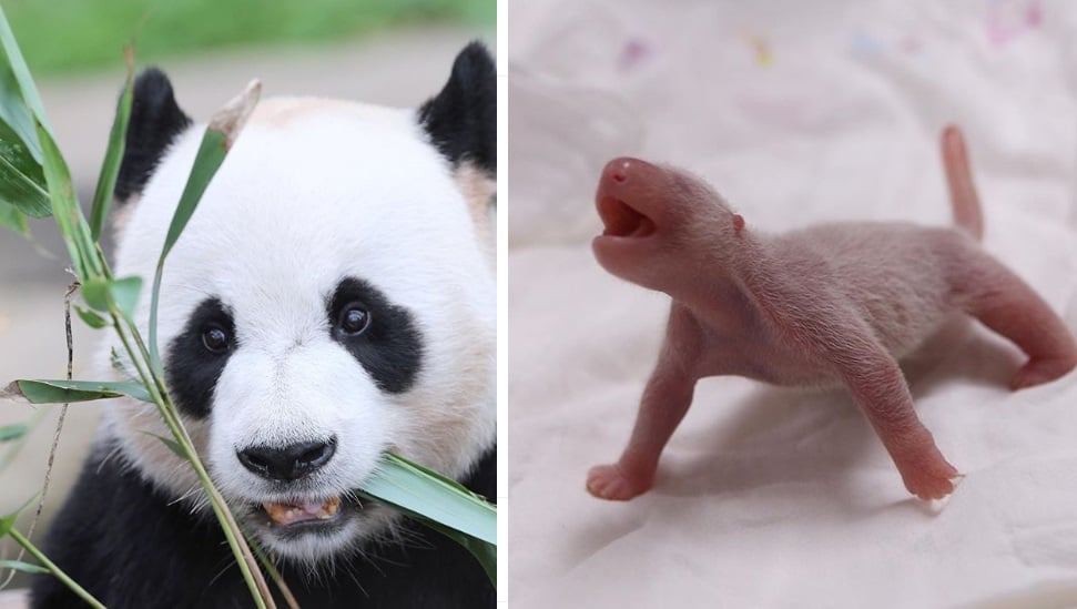 /사진 = 에버랜드 인스타그램