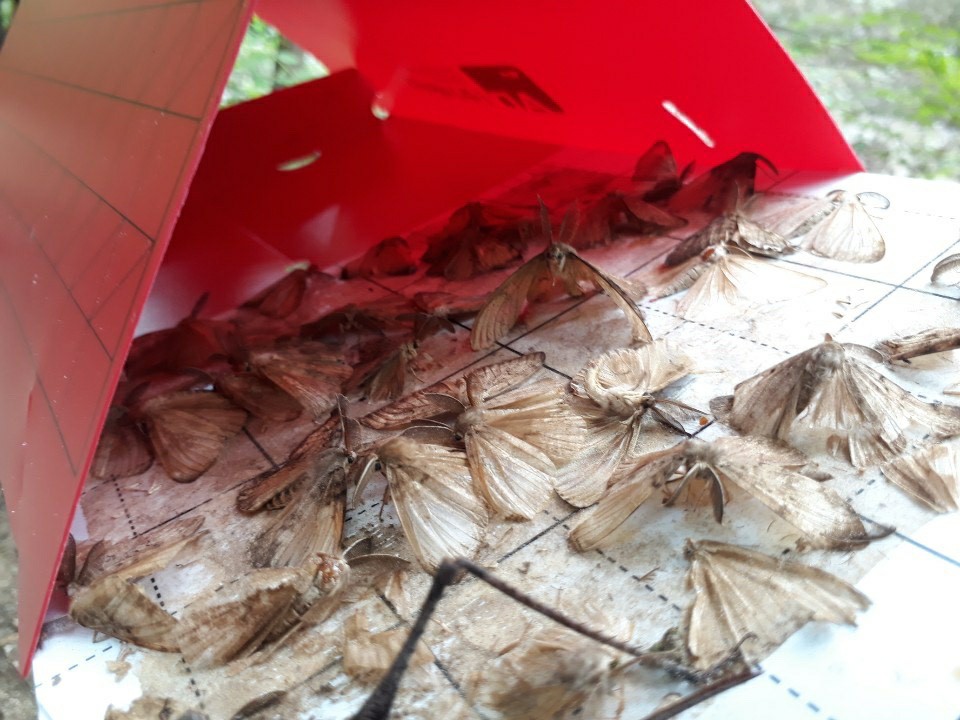 지난 13일 서울 강북구 우이동 북한산국립공원 부근 '페로몬 트랩' 모습 /사진제공=북한산국립공원사무소