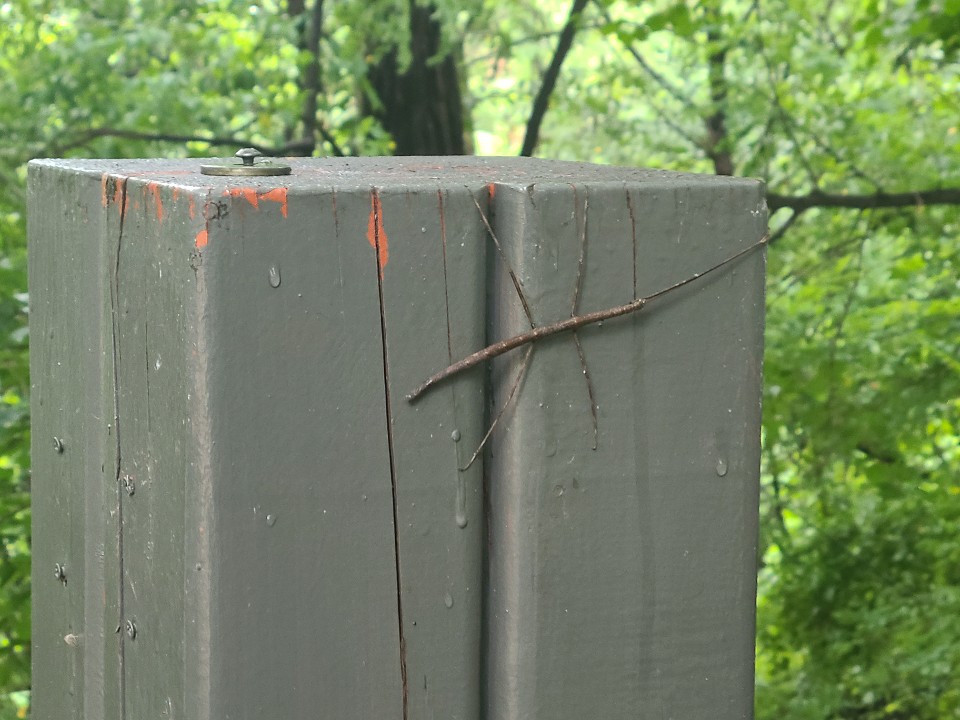 23일 오전 9시 30분쯤 찾은 서울 은평구 봉산 해맞이 공원에서 발견한 대벌레 모습. /사진=정한결 기자./사진=정한결 기자.