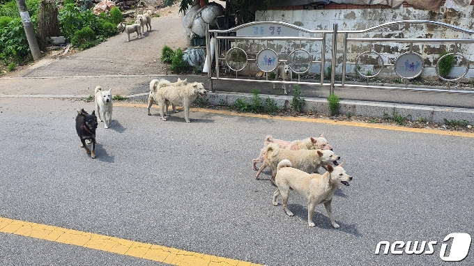 도로를 점거하고 활보하는 개떼 © 뉴스1
