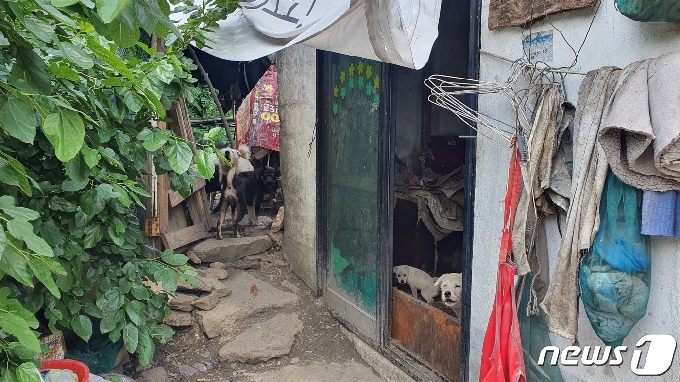 버려진 교회 건물 내부를 거점으로 비암리 일대에서 살아가는 개떼 © 뉴스1