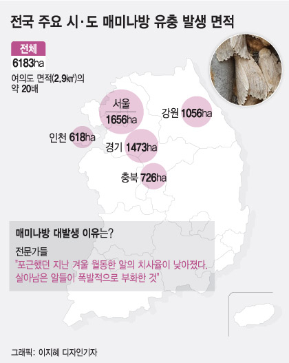 박종호 산림청장이 17일 강원도 원주지역의 매미나방 방제 현장을 방문해 끌개로 매미나방 알집을 제거하고 있다./사진=산림청
