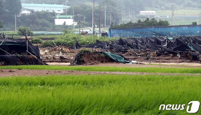 인삼밭 중간으로 생긴 거대한 물골© 뉴스1