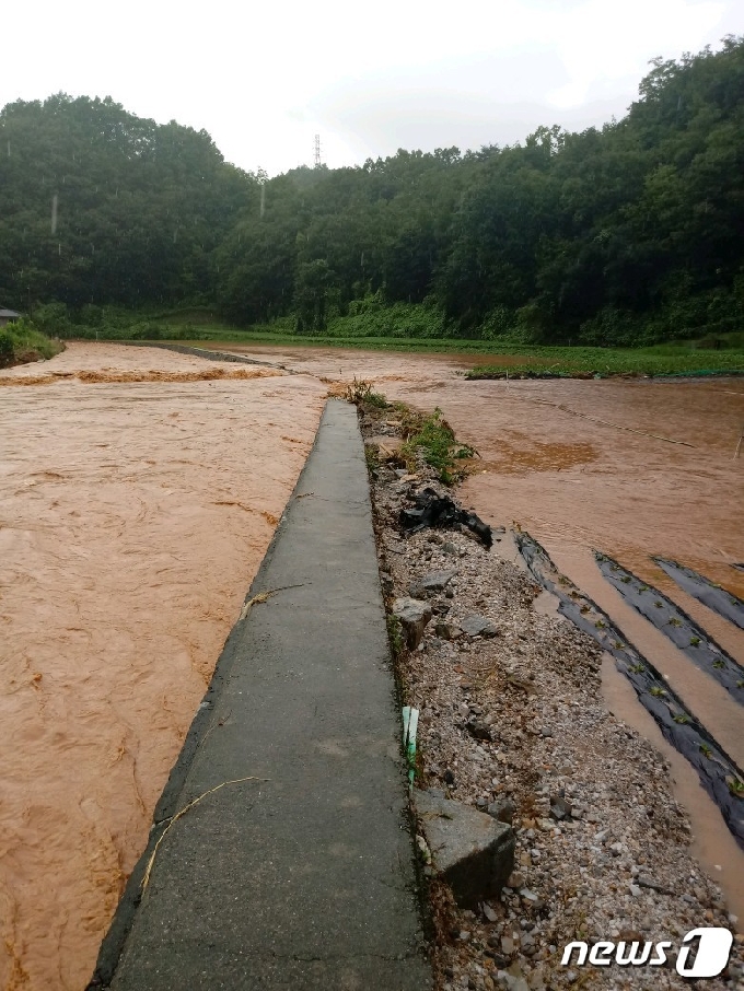 5일 강원 영월군 남면 토교1리 일원의 한 제방이 터져 물이 밭으로 쏟아져 들어오고 있다. 2020.8.5/뉴스1 © News1 박하림 기자