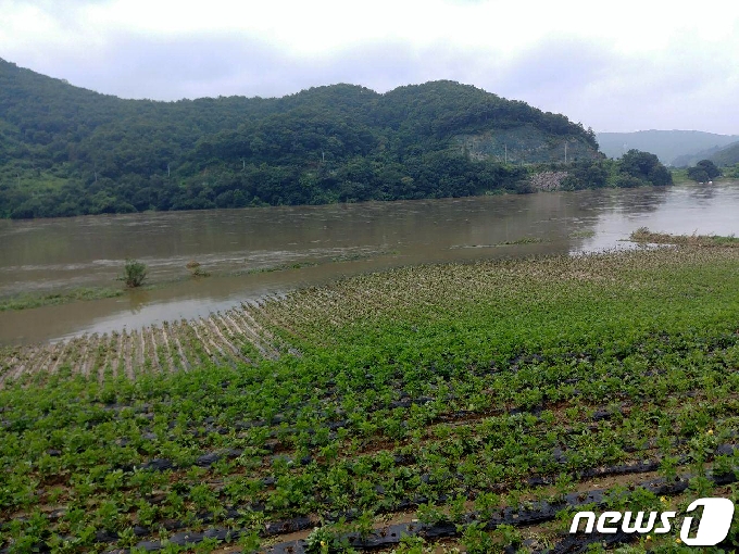4일 오전 강원 원주시 부론면 정산1리의 한 논이 지난 1일부터 내린 폭우로 침수됐다. 2020.8.4/뉴스1 © News1 박하림 기자