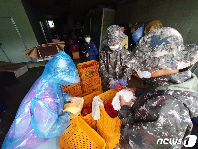 6일 오전 10시께까지 700㎜에 육박하는 누적 강수량을 보이는 가운데 5일부터 대피했던 철원군 김화읍 생창리에서 국군 장병들이 농가에서 생산한 파프리카를 하나씩 닦고 있다. © News1 황덕현 기자