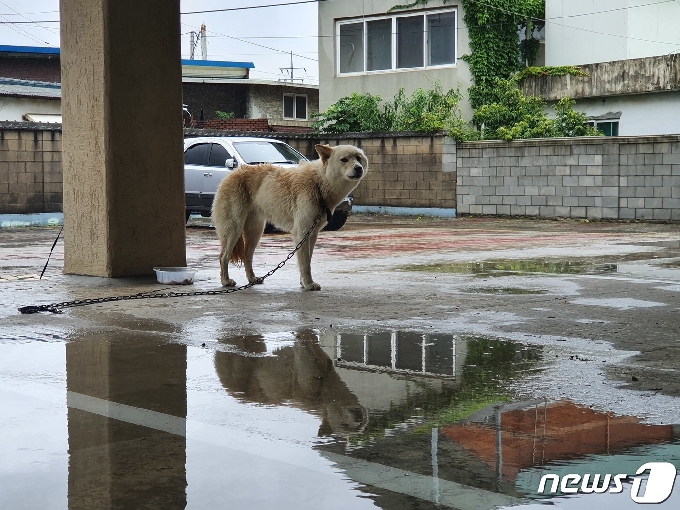 1일부터 엿새간 약 700㎜에 육박하는 폭우가 쏟아진 강원 철원군 동송읍 이길리에서 대피한 개가 6일 오전 대피소인 오덕초등학교 앞에 서 있다. 2020.8.6/뉴스1 © News1 황덕현 기자