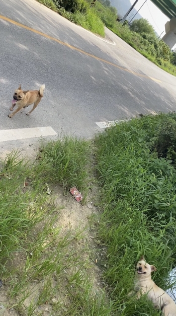 차도 가까이에 있어, 강아지들이 돌아다니는 게 무척 위험해보였다./사진=남형도 기자