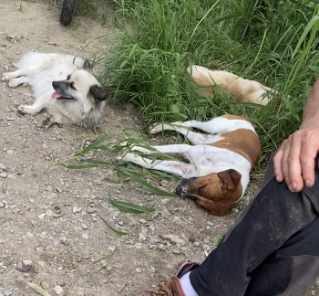 수풀 혹은 땅바닥에, 무기력하게 누워 있었다./사진=남형도 기자