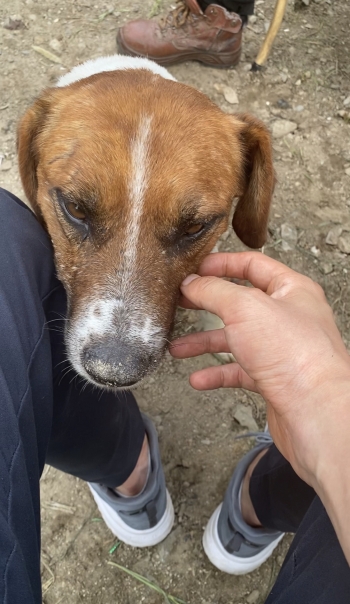 육안으로 보기에도 상태가 좋아 보이지 않았던 강아지. 내게 자꾸 기댔다./사진=남형도 기자