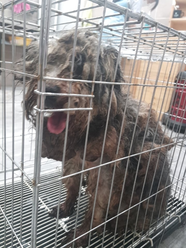 견주의 집에서 구조된 강아지. 철창 안에 갇혀, 이런 상태로 방치돼 있었다./사진=제보자 제공