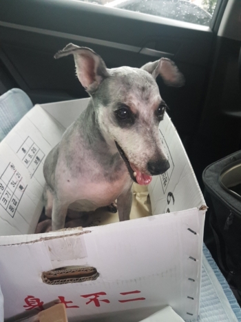 털을 깎고 난 뒤의, 구조된 강아지 모습. 실은 이렇게 예쁜 녀석이었다./사진=남형도 기자