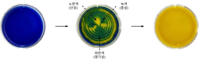 BTB 지시약과 소리를 이용하여 생성된 패턴/사진=IBS

초등학교 과학교과서에는 BTB 용액을 날숨 속의 이산화탄소에 의해 노란색으로 변화시키는 실험이 나온다. 이처럼 BTB 지시약은 염기성에서 파란색, 중성에서 녹색, 그리고 산성에서 노란색을 나타낸다. 위 실험에서는 페트리 접시에 담긴 BTB 염기성 용액(왼쪽, 파란색)을 이산화탄소와 소리에 노출시켜서 BTB 산성 용액(오른쪽, 노란색)으로 변화시키는 과정에서 생성된 색깔 패턴의 사진이다. 이산화탄소가 물에 녹아 용액이 산성으로 변하는 과정 중 소리를 이용해 유체의 흐름과 기체의 용해를 조절하여 산성, 중성, 염기성이 한 용액에서 서로 섞이지 않고 구획을 나누어 동시에 존재하는 상황을 재현하였다.