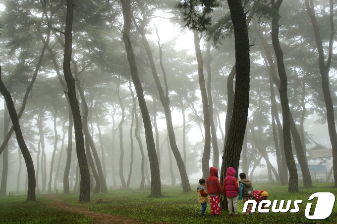 충북 영동군 양산면 송호관광지 소나무숲.© 뉴스1