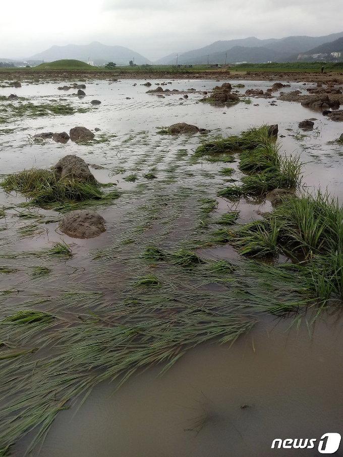 11일 오전 전남 나주시 다시면 가흥리 앞 들녘은 흡사 토석 채취장을 방불케 했다. 이곳은 최대 500㎜가 넘는 집중호우가 쏟아진 지난 8일 오후 영산강의 지류인 문평천의 제방이 붕괴되면서 사흘 동안 침수됐다.2020.8.11/뉴스1 © News1 박영래 기자