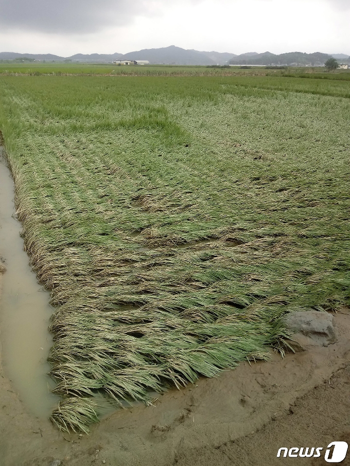 11일 오전 전남 나주시 다시면 가흥리 앞 들녘은 흡사 토석 채취장을 방불케 했다. 이곳은 최대 500㎜가 넘는 집중호우가 쏟아진 지난 8일 오후 영산강의 지류인 문평천의 제방이 붕괴되면서 사흘 동안 침수됐다.2020.8.11/뉴스1 © News1 박영래 기자