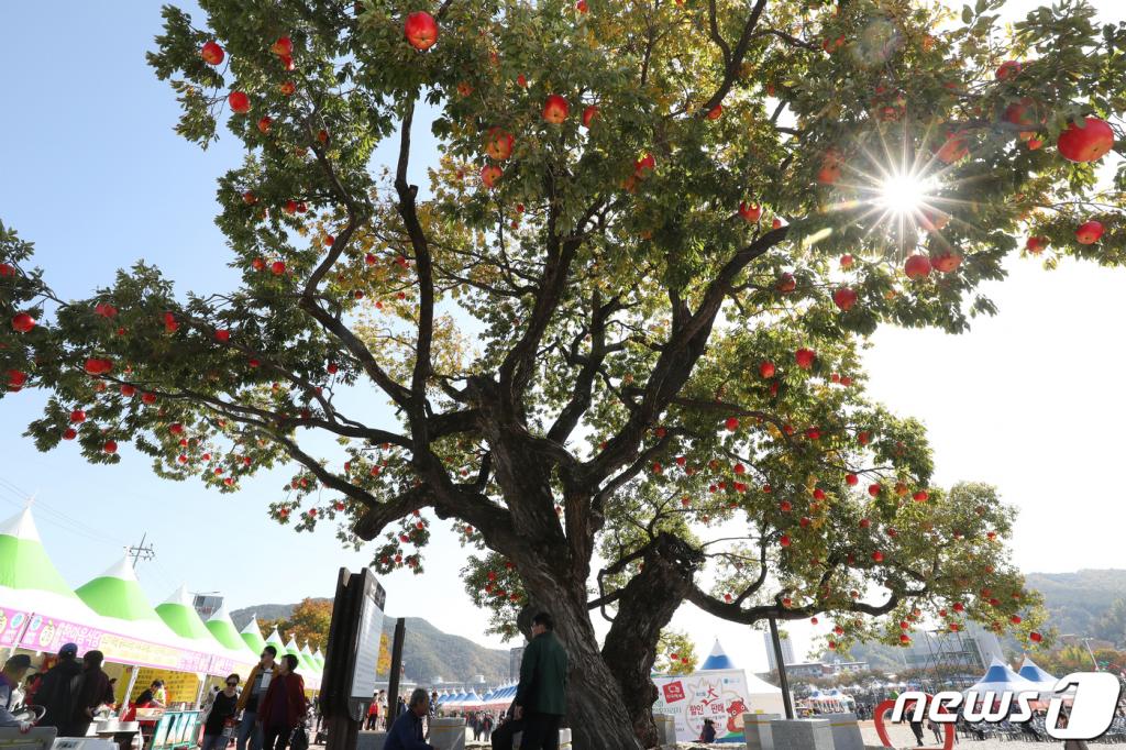 (청송=뉴스1) 공정식 기자 = 31일 오후 경북 청송군 청송읍 용전천변 일원에서 열린 '제15회 청송사과축제'에서 고목을 장식한 사과나무가 눈길을 끌고 있다.   '산소카페 청송군! 황금사과의 유혹'을 주제로 지난 30일부터 11월 3일까지 열리는 이번 축제는 국내 대표브랜드 청송사과의 향연과 사과생산 농가의 소득향상, 풍성한 수확의 기쁨을 생산자와 소비자가 함께 나누는 축제로 열린다. 2019.10.31/뉴스1