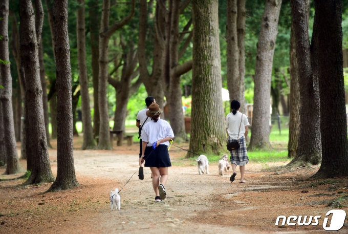 남이섬 © 뉴스1