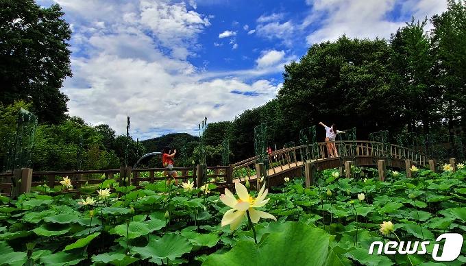 남이섬 연못 © 뉴스1