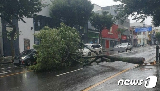 제8호 태풍 '바비(BAVI)'가 북상 중인 26일 오후 제주시 연동 옛 문화칼라 사거리 인근 가로수가 쓰러져 도로를 막고 있다. 태풍 바비는 이날 오후 2시쯤 제주에 최근접할 것으로 보인다.(독자 제공)2020.8.26/뉴스1 © News1 고동명 기자